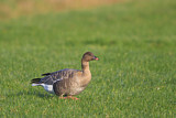 Image. Pink-footed Goose