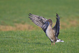 Image. Pink-footed Goose