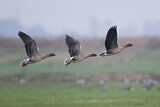 Image. Pink-footed Goose