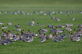Image. Pink-footed Goose