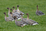 Image. Pink-footed Goose
