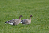 Image. Pink-footed Goose