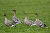 Image. Pink-footed Goose