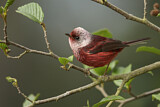 Image. Pink-headed Warbler