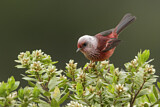 Image. Pink-headed Warbler