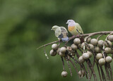 Image. Pink-necked Green Pigeon