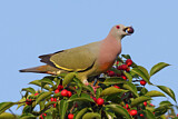 Image. Pink-necked Green Pigeon