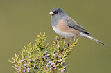 Image. Pink-sided Junco