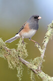 Image. Pink-sided Junco