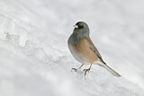 Image. Pink-sided Junco
