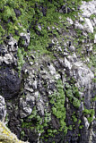 Image. Pinselscharbe