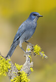 Image. Pinyon Jay