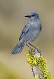 Image. Pinyon Jay