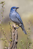 Image. Pinyon Jay