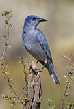 Image. Pinyon Jay