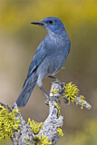 Image. Pinyon Jay