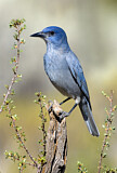 Image. Pinyon Jay
