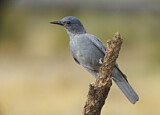 Image. Pinyon Jay