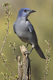 Image. Pinyon Jay