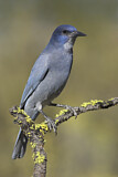 Image. Pinyon Jay