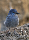 Image. Pinyon Jay