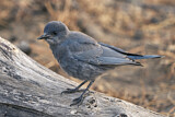 Image. Pinyon Jay