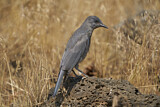Image. Pinyon Jay