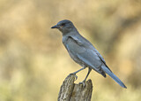 Image. Pinyon Jay