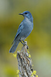 Image. Pinyon Jay