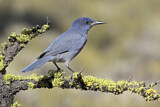Image. Pinyon Jay