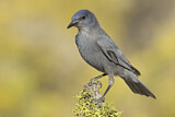 Image. Pinyon Jay