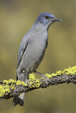 Image. Pinyon Jay