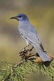 Image. Pinyon Jay