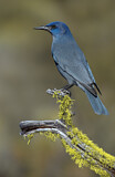 Image. Pinyon Jay