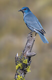 Image. Pinyon Jay