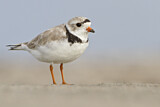Image. Piping Plover
