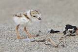 Image. Piping Plover