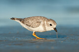 Image. Piping Plover