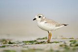 Image. Piping Plover