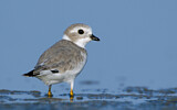 Image. Piping Plover