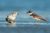 Image. Piping Plover