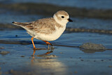 Image. Piping Plover