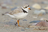 Image. Piping Plover