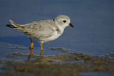 Image. Piping Plover