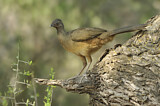Image. Plain Chachalaca
