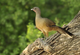 Image. Plain Chachalaca