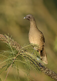 Image. Plain Chachalaca