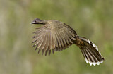 Image. Plain Chachalaca