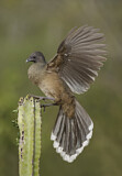 Image. Plain Chachalaca