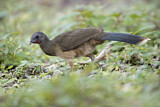 Image. Plain Chachalaca